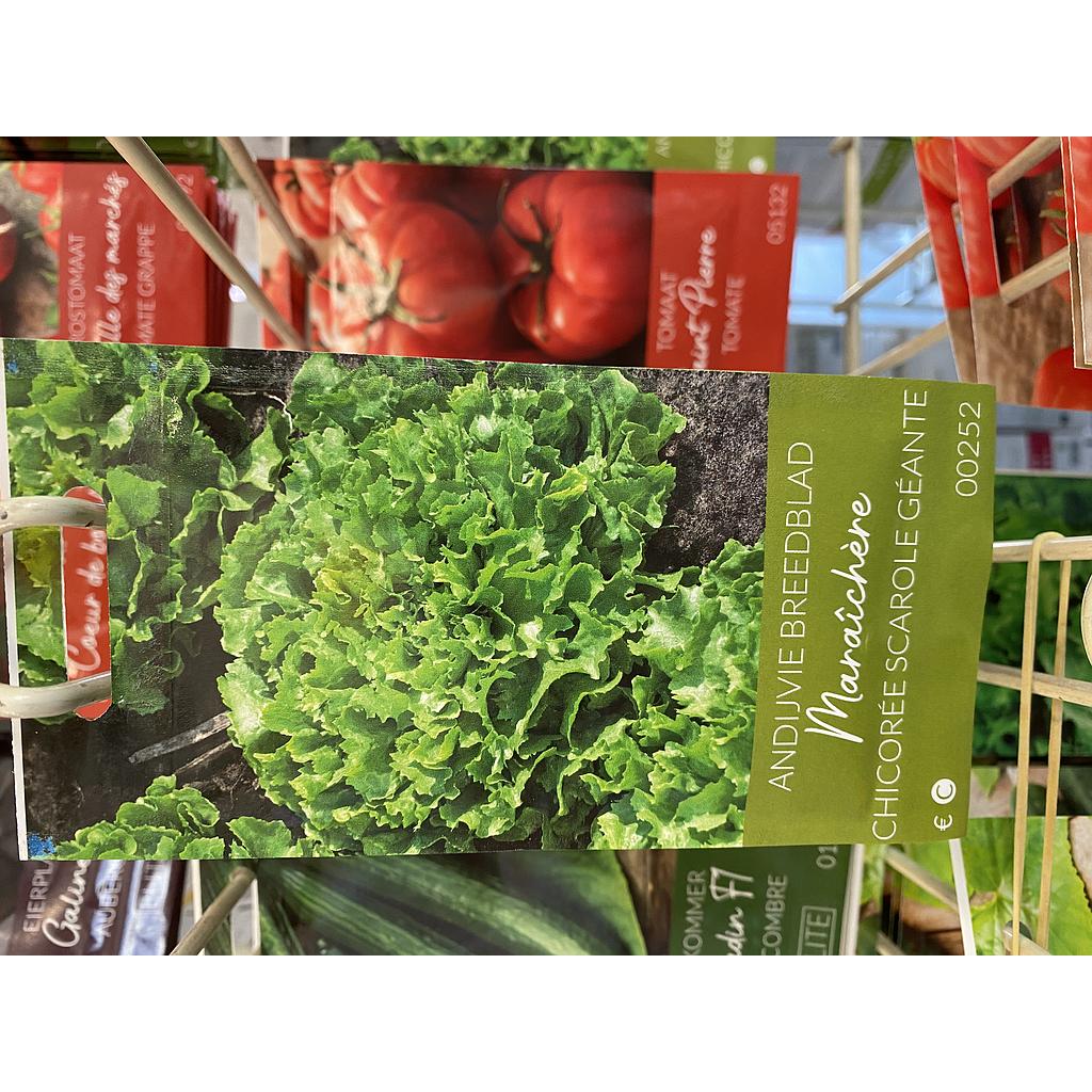 ANDIJVIE BREEDBLAD MARAICHERE