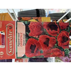 PAPAVER ROOD ORIENTALE